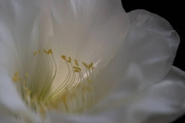 Hvid Kaktus Blomst Natur Luk Makro Fotografi - Stock-foto