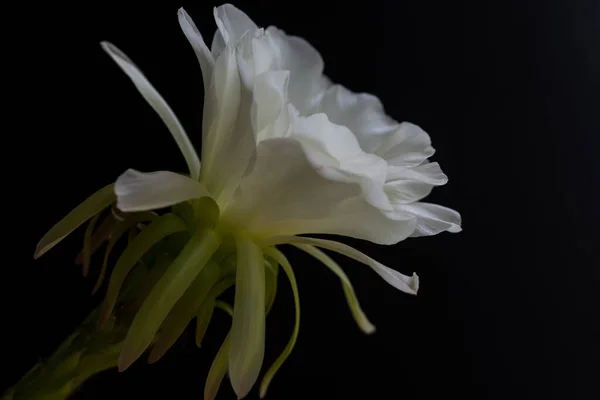 Blanco Cactus Flower Nature Close Macro Photography — Foto de Stock