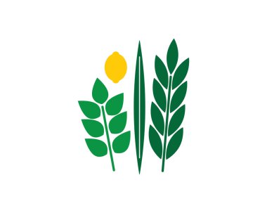 Yahudi Dört Tür Çizimleri - Etrog, Lulav, Hadas, Aravah