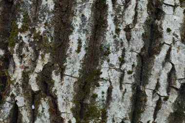 Ceviz kabuğu yakın ve kabartmalı doku