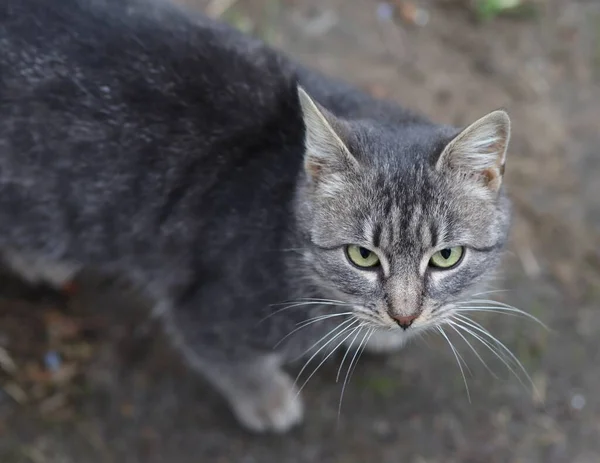 Безпритульний Бідний Кіт Виглядає Сумним Просить Їсти — стокове фото