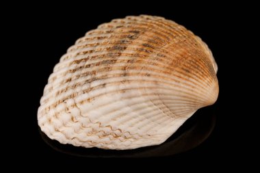 Siyah arka planda düz deniz kabukları.