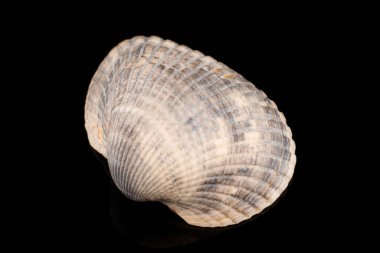 Siyah arka planda düz deniz kabukları.