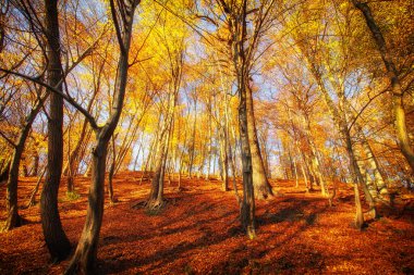 Parkta güzel ağaçlar ya da sonbaharda orman