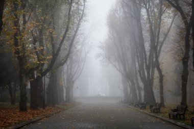 Sonbahar parkında sisli bir sabah Güzel manzara