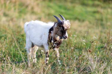 Genç keçi yazın çimenlerde otlar.