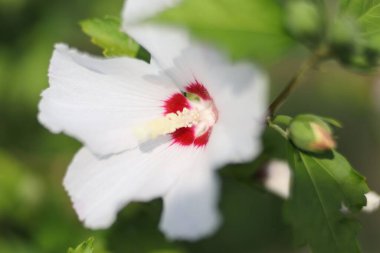 Beyaz amber çiçeği yakın plan.