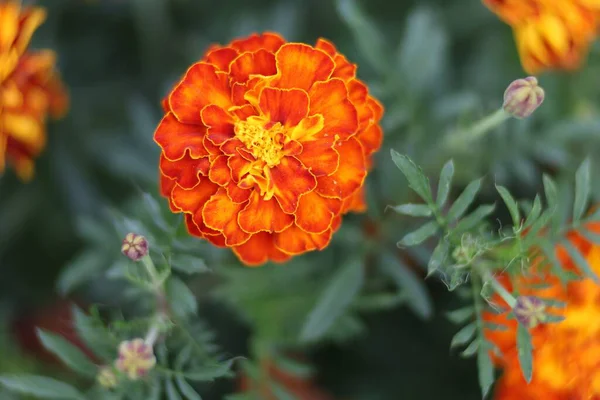 Marigold koyu kırmızı çiçekleri kapatın.