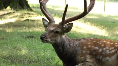 Boynuzlu geyik portresi