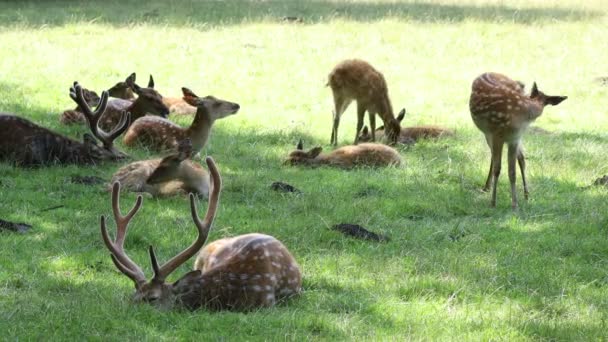 Veel Herten Rusten Uit Dierentuin — Stockvideo