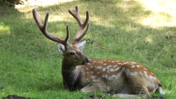 Deer Resting Grass Zoo — Stock Video