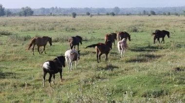 Atlar yazın otlakta yürür.