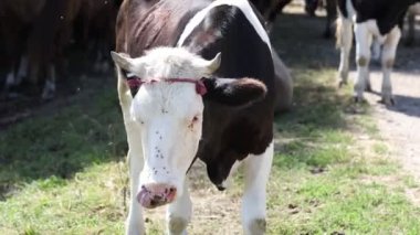 Yazın inek yakın plan ve sıkılmış sinekler.