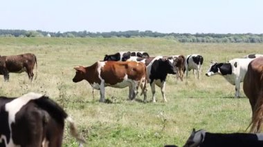 Birçok inek otlakta otlar.