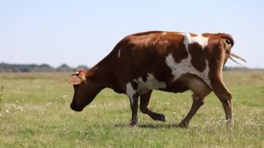 Kahverengi bir inek otlağa gider