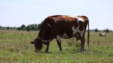 Kahverengi inek yazın otlar.