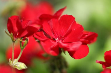 sardunya kırmızısı bahçe çiçekleri yazın yakın plan