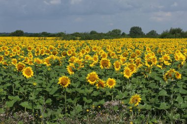 Yazın sarı ayçiçekli tarla