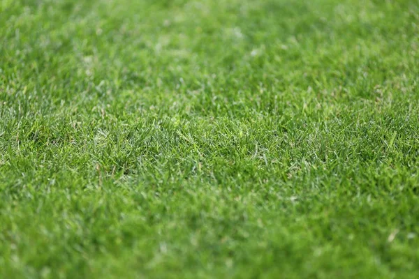Green lawn grass in the yard or stadium