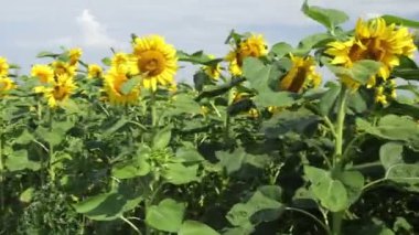 Yazın sarı ayçiçekli tarla