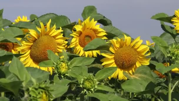 Αγροτεμάχιο Κίτρινα Ηλιοτρόπια Καλοκαίρι — Αρχείο Βίντεο