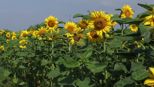 Αγροτεμάχιο Κίτρινα Ηλιοτρόπια Καλοκαίρι — Αρχείο Βίντεο