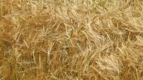 Barley Ripens Summer Field — Stock Video