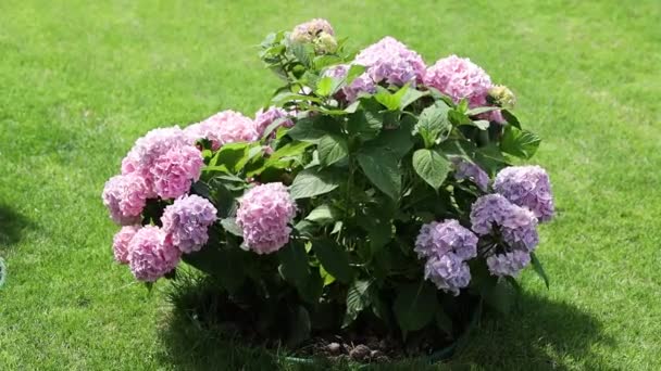 夏のアジサイ紫色の庭の花 — ストック動画