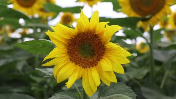 Piękny Żółty Słonecznik Kwiat Zbliżenie — Wideo stockowe
