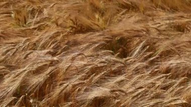 Olgun sarı arpa rüzgarda sallanıyor