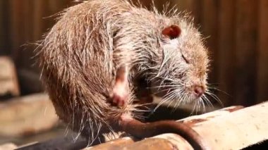 Genç hindistan cevizi su kemirgeni yıkar