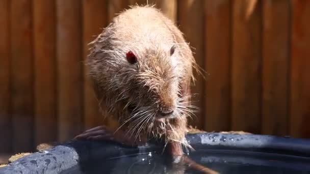 Young Nutria Water Rodent Washes — Stock Video