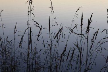 Göl suyunun arka planında yabani ot ve bitki kökleri var