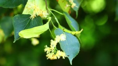 Yazın ıhlamur çiçeği.