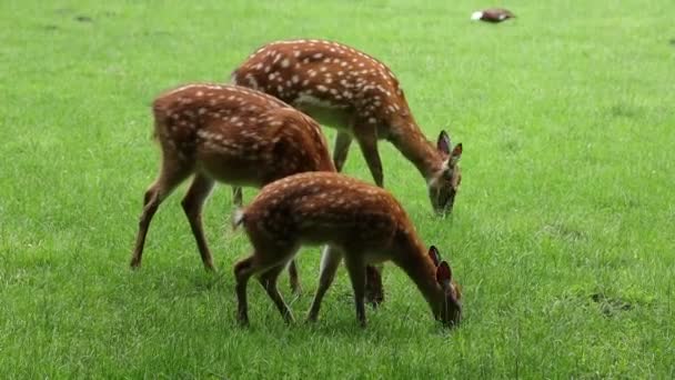 Jonge Herten Grazen Het Gras — Stockvideo