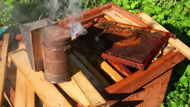 養蜂家の煙突と養蜂家の仕事の枠組みを持つ蜂 — ストック動画