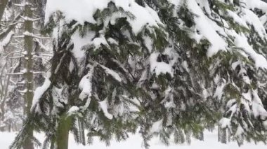 Yoğun kar ve Noel ağacı yaprakları karla kaplı