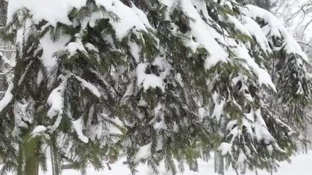 Nieve Pesada Hojas Árbol Navidad Con Nieve — Vídeos de Stock