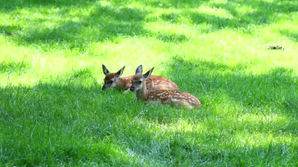 動物園の草の上に二匹の若い鹿が横たわっていた — ストック動画