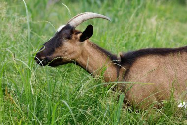 Keçi hayvanı yazın çimenlerde otlar.