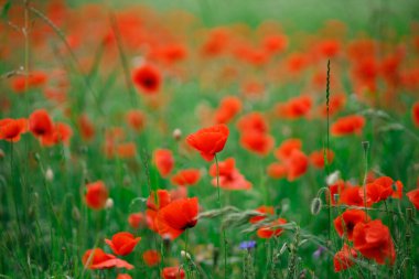 Yazın çiçekli kırmızı haşhaş tarlası