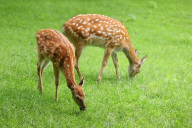 Genç geyik yazın çiftlikte çimlerde otlar.
