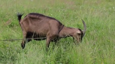 Keçi hayvanı yazın çimenlerde otlar.