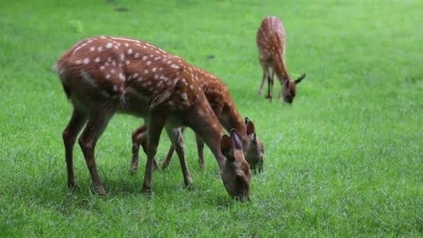 Les Jeunes Cerfs Paissent Sur Herbe Été Ferme — Video