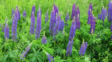 Lupine yazın mor çiçek açar.