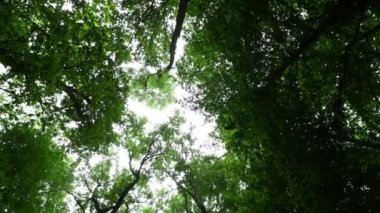 Yazın kasvetli ormanında gökyüzü