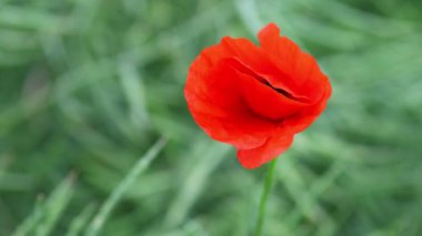 Bir gelincik kırmızı kır çiçeği rüzgarda sallanıyor