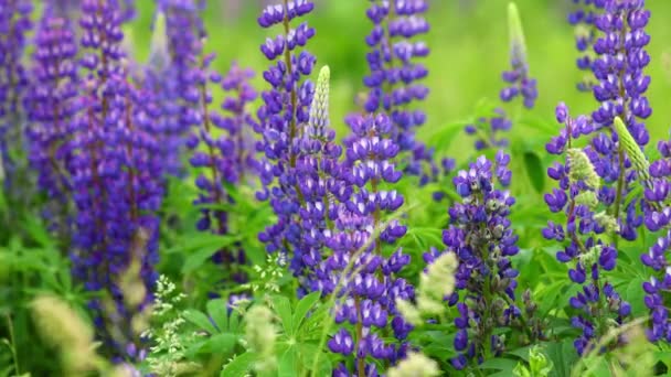 Lupine Florece Flor Púrpura Verano — Vídeos de Stock