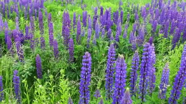 Люпин Цвіте Фіолетовою Квіткою Влітку — стокове відео