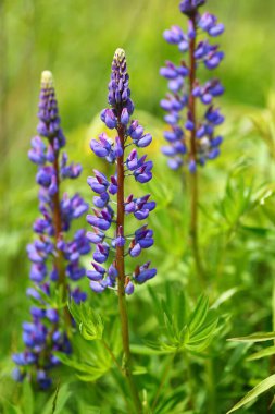 Yazın Lupinus mor kır çiçeği